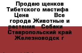 Продаю щенков Тибетского мастифа › Цена ­ 45 000 - Все города Животные и растения » Собаки   . Ставропольский край,Железноводск г.